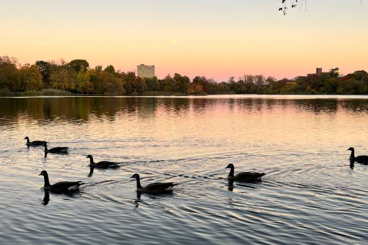New Bluebelt in Prospect Park Poised to Tackle Brooklyn Flooding