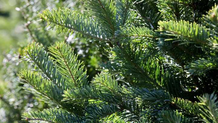 Here are 7 places to get a Christmas tree in the Rockford area