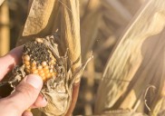 Más calor, menos cosechas: así el cambio climático pone en riesgo tus alimentos favoritos