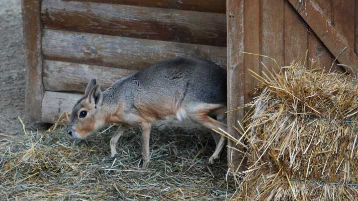 Erie Zoo's pending Erie Events deal has zoo CEO hopeful for future