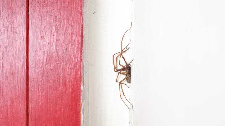 Stop Spiders From Making Your Home Their Winter Retreat With An Overlooked Solution