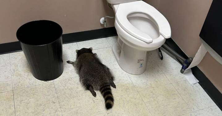 Así fue el recorrido del mapache que se viralizó tras desmayarse por intoxicarse con alcohol