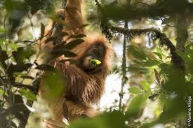 Indonesia Floods Were Extinction Level For Rare Orangutans
