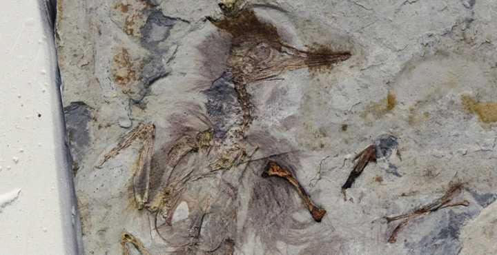 Prehistoric Bird Swallowed 800 Rocks and Choked to Death