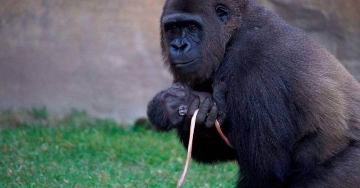 Bioparc Fuengirola celebra el primer nacimiento de un gorila en España este año