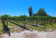 Lanzan un protocolo para acelerar la transformación digital y dar mayor confiabilidad a las tecnologías AgTech