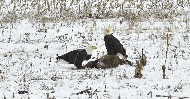 PHOTOS: Eagles feed in Elba