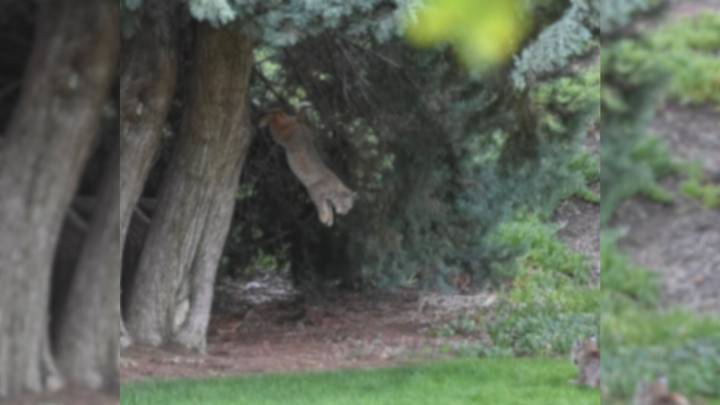 Mysterious Creatures Take Over A California Backyard, And What Happens Next Is Surprising