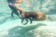 Swim with Florida's manatees on a tour in Crystal River