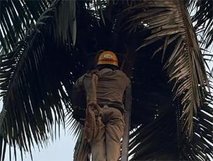 Kateelu: Elderly man dies of heart attack while plucking coconuts