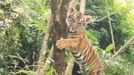 Royal Bengal tiger cub photographed near Gangtok sparks wildlife excitement