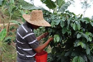 Montañas de Petare se convertirán en zona cafetalera