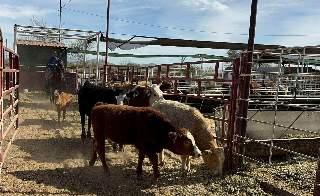 Precios de la carne podrían aumentar en 2026 por brote de gusano y cambios en aranceles