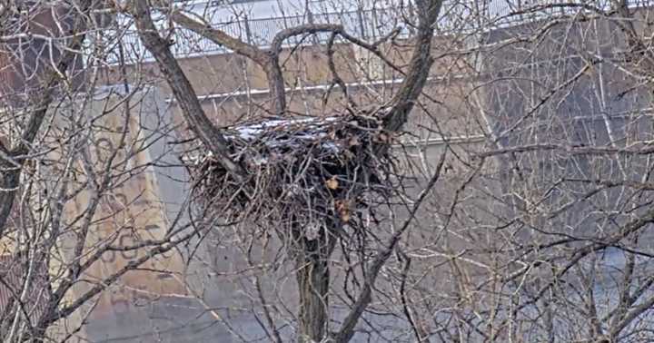 DNR's EagleCam now live for the season, with a better view of the nest