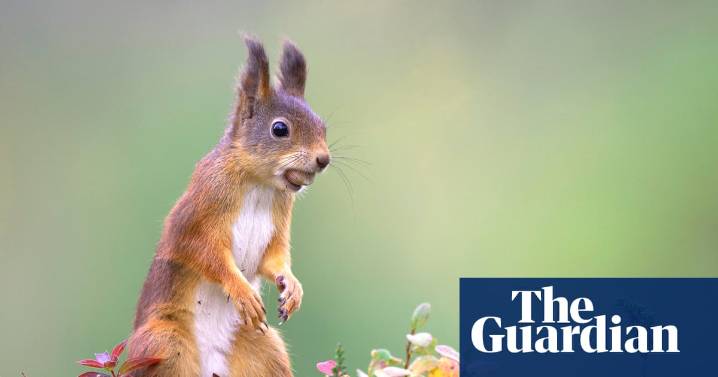 Red squirrels expand across Highlands after 10-year reintroduction drive