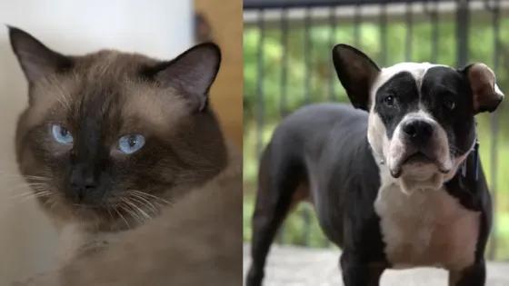 En 2025, 510 animales fueron adoptados en Cali