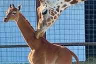 Spotless Giraffe Kipekee Dies at 2, Cause of Death Under Investigation