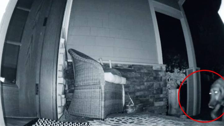 At 5:30 A.M., A Washington Dog Brings Home A Surprising New Friend