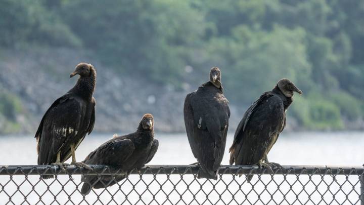 Officials Told Ohio School to Trash 72 Dead Vultures Like Garbage. Turns Out They Had Bird Flu