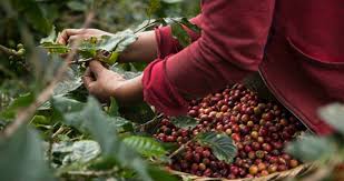 El auge del café especial colombiano transforma la economía de pequeños productores