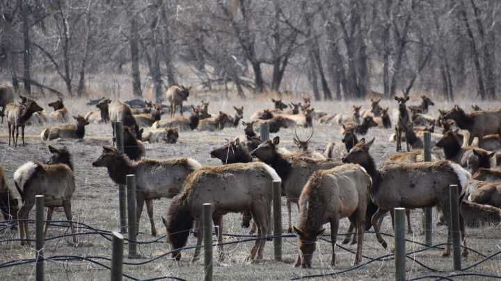 Why Colorado residents may see low-flying helicopters this winter