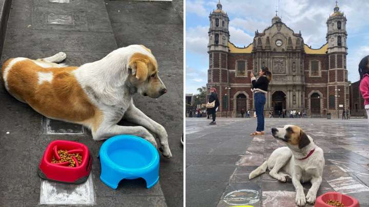 Perritos Peregrinos 2025: ¿A Cuántos les Brindaron Ayuda Este Año y Qué Pasará con Ellos?
