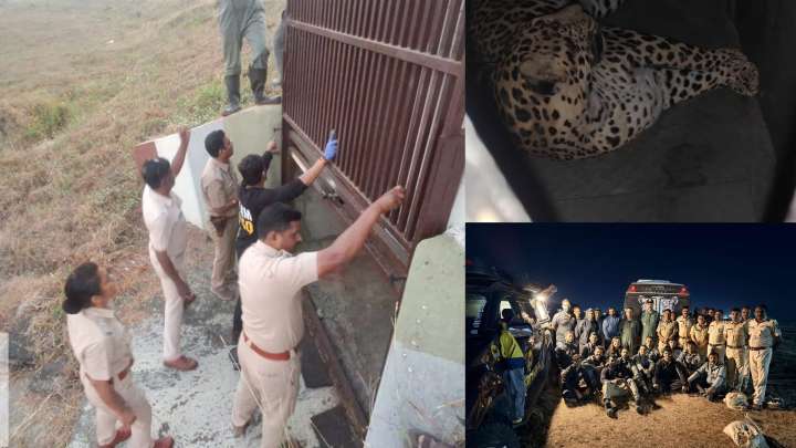 Pune Airport Leopard Successfully Darted And Captured After Strategic Multi