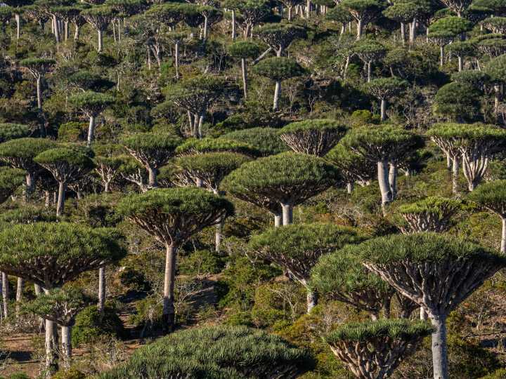 Are rainforests now a cause of, rather than the answer to, climate change?