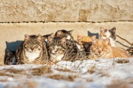 Trenton bill pushes statewide spay and neuter rules for community cats