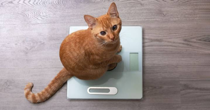 Weight loss jab tech could be used in PETS in new anti