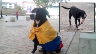 “Lucy no es ninguna ‘ladrona’”, familia de perrita captada con salchichón en Rionegro desmiente rumores
