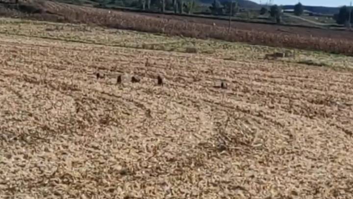 Jabalíes campan a sus anchas cerca de Binéfar en plena alerta por la peste porcina