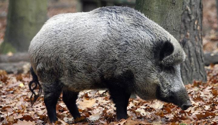 España moviliza soldados, perros y drones para contener la peste porcina en Barcelona