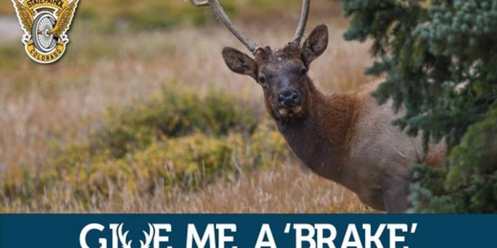 Colorado State Patrol stresses importance of watching for wildlife on Colorado roads