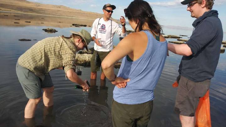 Great Salt Lake's latest species discovery gets a name fit for the lake's native history