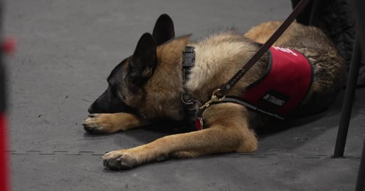 Montana service dog non-profit warns of federal funding loss