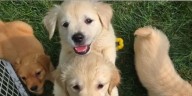 Safety Alert: Puppy scams on the rise during holiday season in Tennessee, Kentucky