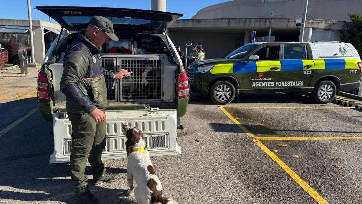 Madrid refuerza la vigilancia sanitaria con más de 500 análisis de peste porcina africana en explotaciones y monterías