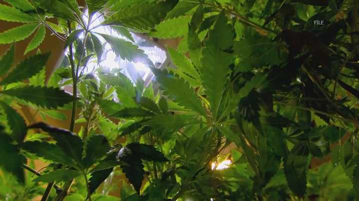 Newly approved petition could spell the end of recreational cannabis stores