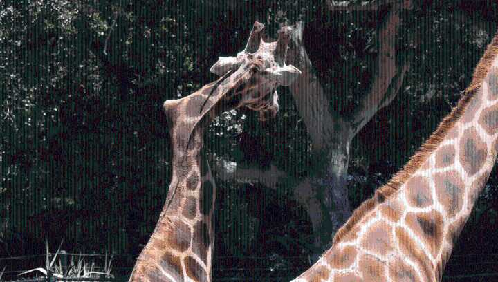 Gemina: A Crooked-Necked Giraffe At Santa Barbara Zoo Was A Feel