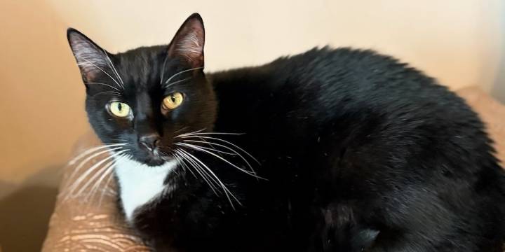 Meow-zempic? Pharmaceutical company testing GLP