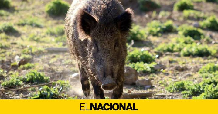 Polonia encuentra el cadáver de un jabalí infectado con peste porcina y dice que es un sabotaje de Rusia