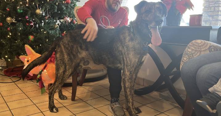 Dog playing 'Max' in Tulsa Christmas Parade hopes to find his forever home