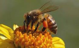 Aumento de mortalidad de abejas genera alerta en Europa por impacto en polinización y agricultura