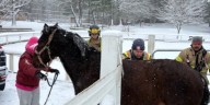 Horse trapped in ice at Ellington summer riding camp, rescued by firefighters