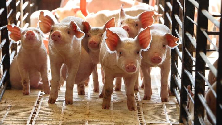 La Generalitat llega a un acuerdo con el sector ganadero para sacrificar a 30.000 cerdos sanos cerca del foco de peste porcina