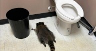 Drunken raccoon who broke into US liquor store found passed out in bathroom