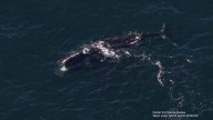 Scientists amazed after right whale swims here from Ireland