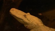 Liver cancer behind beloved albino alligator’s death