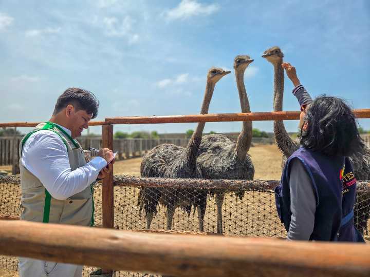Aves gigantes del desierto: el refugio que convirtió arena en vida